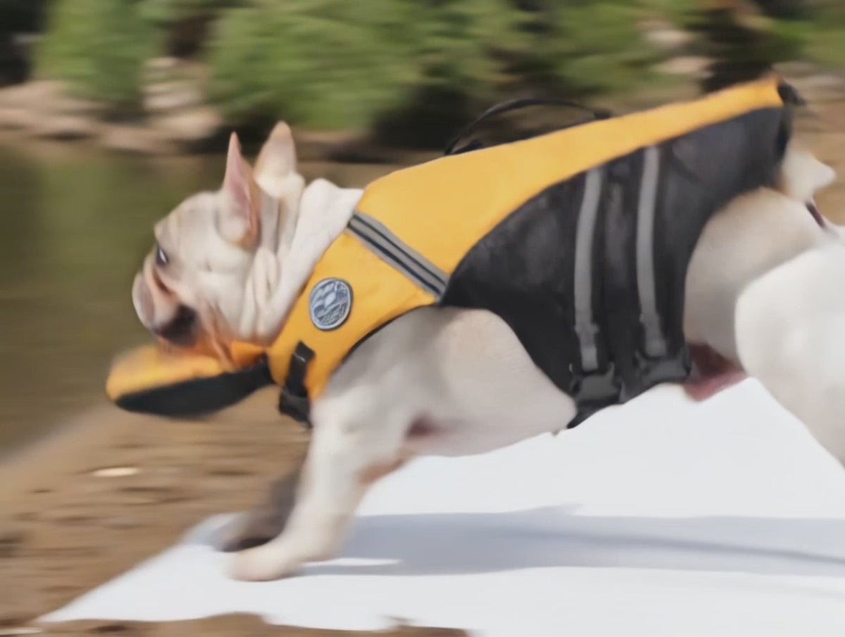 Dog Life Jacket